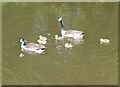 SD9254 : Canada Geese and goslings by Oliver Dixon