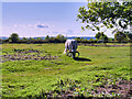 SO8271 : Cattle Grazing on Hartlebury Common by David Dixon