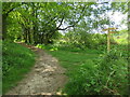 SU8129 : Sussex Border Path near Liss by Malc McDonald