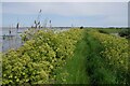 TM2323 : Alexanders On the Sea Wall by Glyn Baker