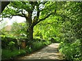 SU8638 : Crabtree Lane, Churt, near Farnham by Malc McDonald