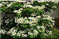 NH7967 : Viburnum plicatum "mariesii" at The Old Manse, Cromarty by Julian Paren