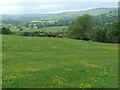 SE0652 : Cattle and pasture, Hawpike Farm by Christine Johnstone