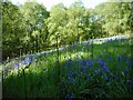 NS5575 : Clearing with bluebells by Richard Sutcliffe