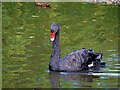 SD4214 : Black Swan at Martin Mere by David Dixon