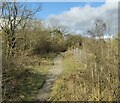 SO5998 : The Shropshire Way at Wenlock Edge by Mat Fascione