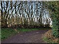 SO6099 : The Shropshire Way at Wenlock Edge by Mat Fascione