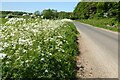 SP0312 : Cow parsley on the grass verge by Philip Halling