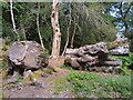 SU2304 : Old logs, South Oakley Inclosure by Oscar Taylor