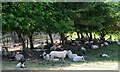 NT3636 : Sheep in the shade, Walkerburn by Jim Barton