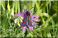 SO7944 : Six-Spot Burnet moth. by Philip Halling