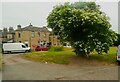 SE1628 : A large elder tree, Lockwood Street, Raw Nook, Low Moor by Humphrey Bolton