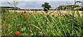 TM4259 : Poppies and mallow, in the verge by the A1094 by Christopher Hilton