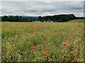 SO8178 : Poppies and farmland near Kidderminster by Mat Fascione