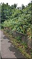 ST3090 : Overgrown bank, Pilton Vale, Newport by Jaggery