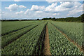 SK8679 : Crop field by the railway by Julian P Guffogg