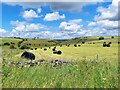 SK1568 : Wrapped hay bales by Wheal Lane by Ian Calderwood