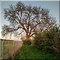 SP2780 : Oak tree and fencing, Pickford by A J Paxton