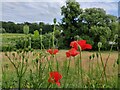 SO8279 : Poppies in Wolverley village by Mat Fascione