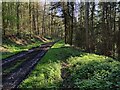 SO5696 : Former railway line in Easthope Wood by Mat Fascione