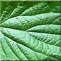 TQ2014 : Nettle leaf by Ian Hawfinch