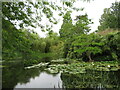 TL4557 : Pond, Cambridge University Botanic Garden by M J Richardson