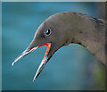 J5082 : Black Guillemot, Bangor by Rossographer