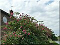 SJ7559 : Rose bush by the canal by Stephen Craven