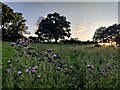 SO7978 : Grassland near Trimpley Farm by Mat Fascione