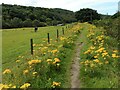 NS5579 : Ragwort beside the path by Richard Sutcliffe