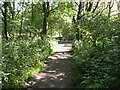 SD3097 : Path near Coniston Boat Landings by Adrian Taylor