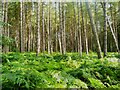 SE3615 : Pine trees in Haw Park Nature Reserve, Walton by Humphrey Bolton