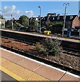 SO8005 : Weeds in the middle of Stonehouse station, Gloucestershire by Jaggery