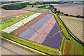 SJ7815 : Shropshire Petal Fields by TCExplorer