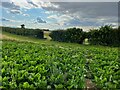 TL3338 : Footpath through the turnips to Therefield Heath by Philip Jeffrey