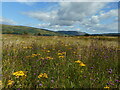 NS5478 : Flower-rich grassland by Richard Sutcliffe