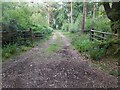 SY1193 : Metal Gate to Woodland by John P Reeves