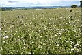 SO8026 : Field of thistles and wildflowers by Philip Halling