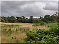 SO8076 : Grassland at Habberley by Mat Fascione