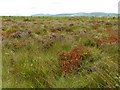 NS6497 : Flanders Moss NNR by Richard Sutcliffe