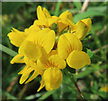 NO6859 : Greater Birdsfoot Trefoil (Lotus pedunculatus) by Anne Burgess