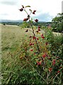 NS4886 : Rose hips by Richard Sutcliffe