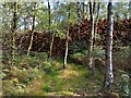 SU5569 : Bucklebury Common logs by Oscar Taylor