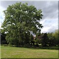 SP2872 : Hybrid black poplar, Abbey Fields by A J Paxton