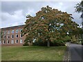 SX9391 : Early autumn colour; ash tree at County Hall, Exeter by David Smith