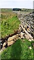 SE0192 : View along dry stone wall at Bolton West Park by Roger Templeman