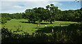 ST5806 : Trees in a field near Chetnole Lodge by Derek Harper