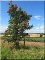 NT8659 : Rowan tree on the road to Stoneshiel by M J Richardson