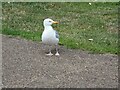 SH7882 : The beady eye of a Llandudno gull by Gerald England