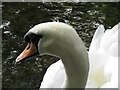 SU3227 : Mottisfont Abbey - Mute Swan by Colin Smith